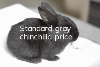 Standard gray chinchilla price