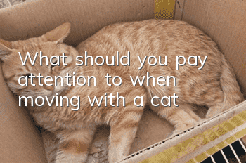 What should you pay attention to when moving with a cat?
