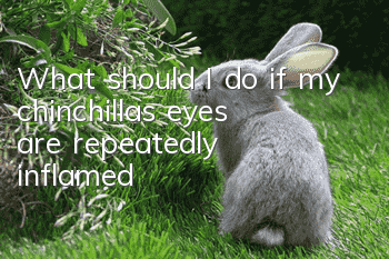 What should I do if my chinchilla’s eyes are repeatedly inflamed?