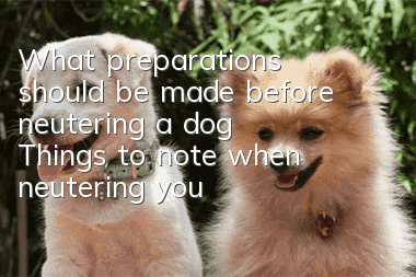 What preparations should be made before neutering a dog? Things to note when neutering your dog!