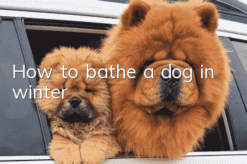 How to bathe a dog in winter