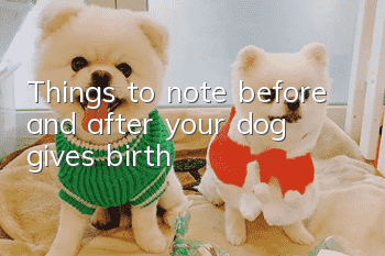 Things to note before and after your dog gives birth