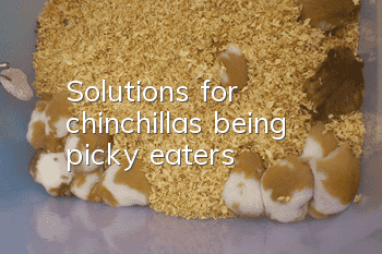 Solutions for chinchillas being picky eaters
