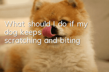 What should I do if my dog keeps scratching and biting?