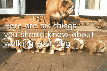 Here are six things you should know about walking your dog!