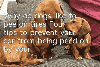 Why do dogs like to pee on tires? Four tips to prevent your car from being peed on by your dog!