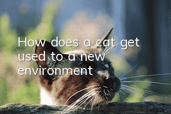 How does a cat get used to a new environment?
