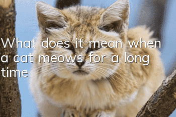 What does it mean when a cat meows for a long time?