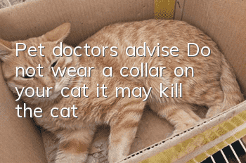 Pet doctors advise: Do not wear a collar on your cat, it may kill the cat!