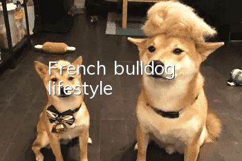 French bulldog lifestyle