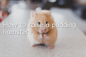 How to raise a pudding hamster