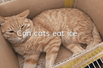 Can cats eat ice?
