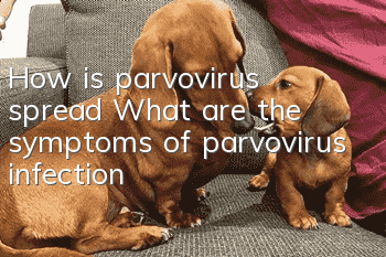 How is parvovirus spread? What are the symptoms of parvovirus infection?