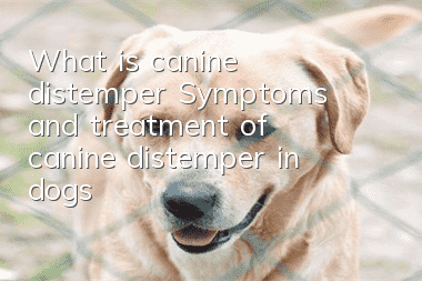 What is canine distemper? Symptoms and treatment of canine distemper in dogs!