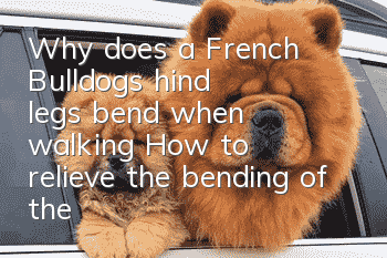 Why does a French Bulldog's hind legs bend when walking? How to relieve the bending of the hind legs when walking in a French Bulldog?