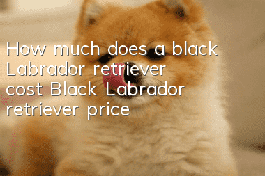 How much does a black Labrador retriever cost? Black Labrador retriever price!