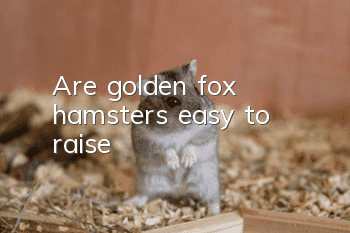 Are golden fox hamsters easy to raise?
