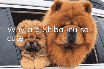 Why are Shiba Inu so cute?
