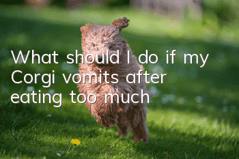 What should I do if my Corgi vomits after eating too much?