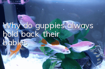Why do guppies always hold back their babies?