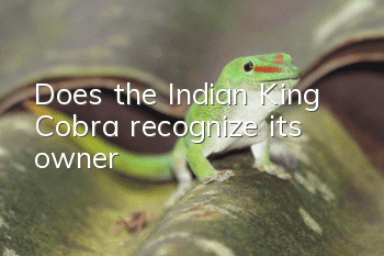 Does the Indian King Cobra recognize its owner?