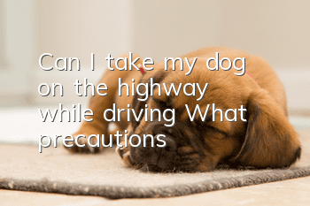 Can I take my dog on the highway while driving? What precautions?