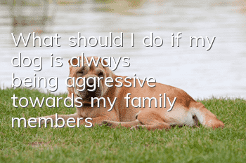 What should I do if my dog is always being aggressive towards my family members?