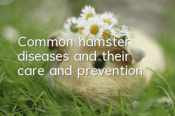 Common hamster diseases and their care and prevention