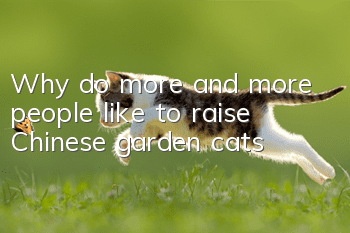 Why do more and more people like to raise Chinese garden cats?