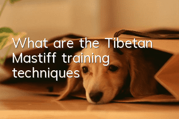 What are the Tibetan Mastiff training techniques?