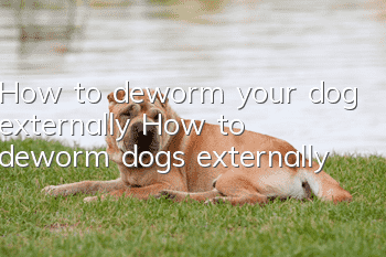 How to deworm your dog externally? How to deworm dogs externally