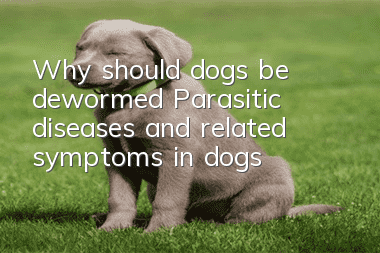 Why should dogs be dewormed? Parasitic diseases and related symptoms in dogs