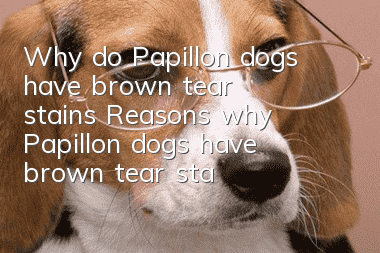 Why do Papillon dogs have brown tear stains? Reasons why Papillon dogs have brown tear stains
