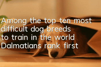 Among the top ten most difficult dog breeds to train in the world, Dalmatians rank first!