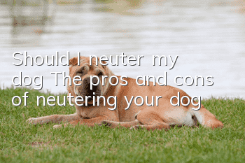 Should I neuter my dog? The pros and cons of neutering your dog