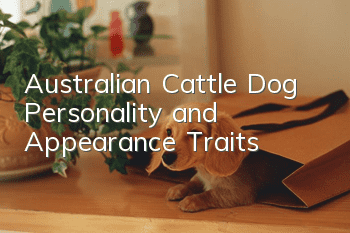 Australian Cattle Dog Personality and Appearance Traits