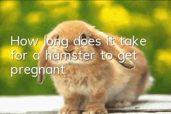 How long does it take for a hamster to get pregnant?