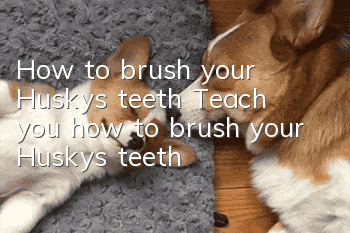 How to brush your Husky’s teeth? Teach you how to brush your Husky’s teeth!