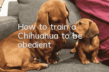 How to train a Chihuahua to be obedient