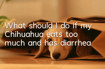 What should I do if my Chihuahua eats too much and has diarrhea?