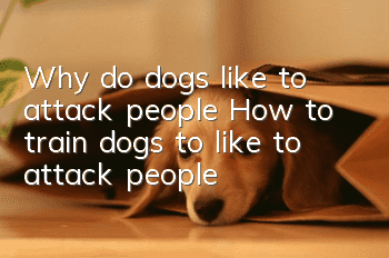 Why do dogs like to attack people? How to train dogs to like to attack people