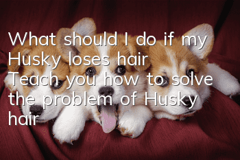 What should I do if my Husky loses hair? Teach you how to solve the problem of Husky hair loss