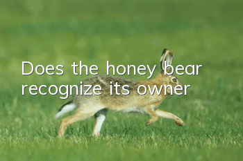 Does the honey bear recognize its owner?
