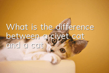 What is the difference between a civet cat and a cat?