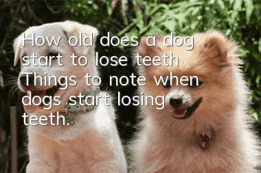 How old does a dog start to lose teeth? Things to note when dogs start losing teeth.