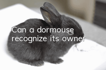 Can a dormouse recognize its owner?