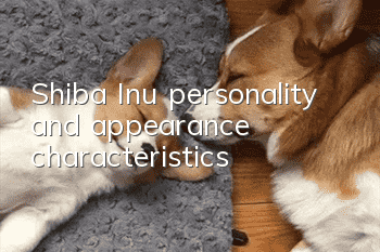 Shiba Inu personality and appearance characteristics