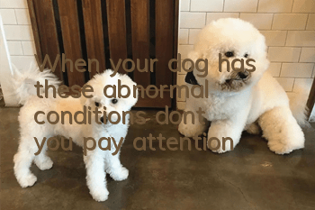 When your dog has these abnormal conditions, don’t you pay attention?