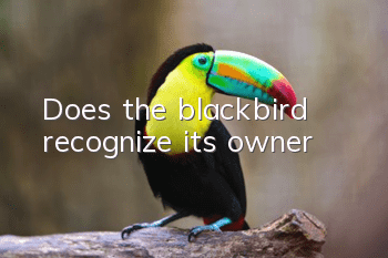 Does the blackbird recognize its owner?