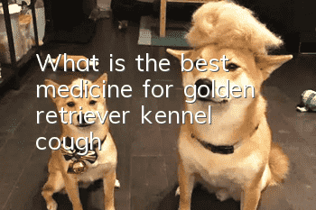 What is the best medicine for golden retriever kennel cough?